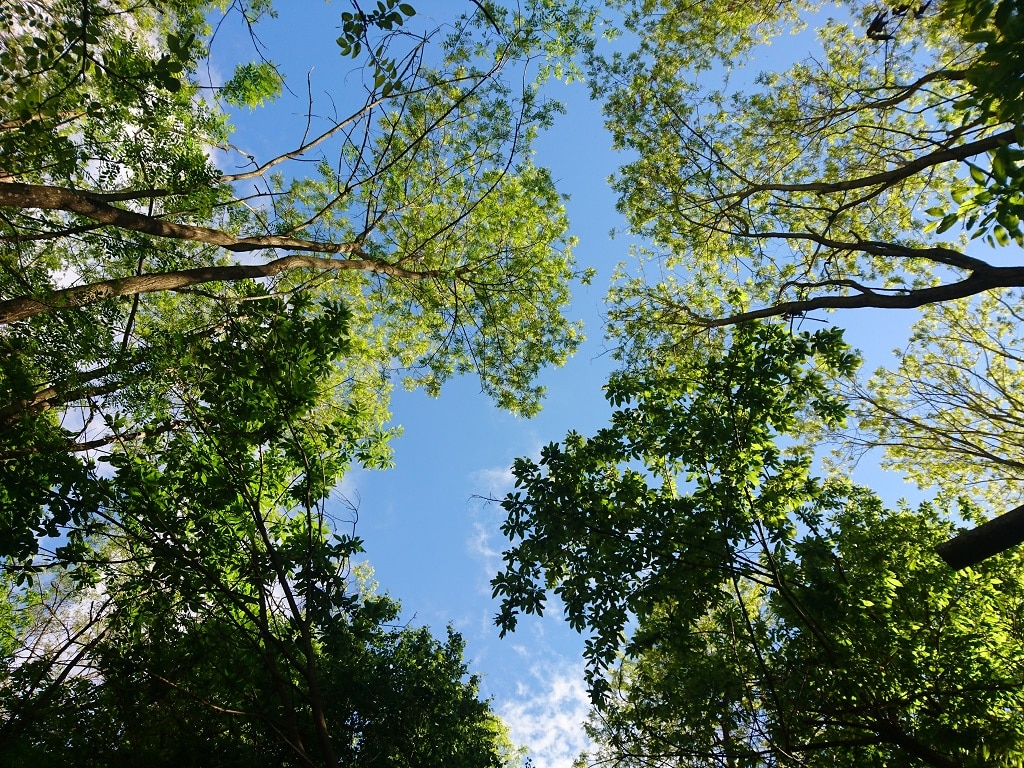 ciel arbres